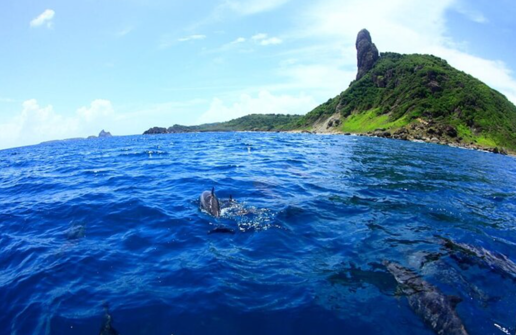 golfinhos-rotadores de Fernando de Noronha no passeio de barco pela ilha